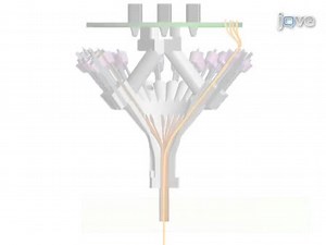 Micro-drive Array for Chronic in vivo Recording: Tetrode Assembly