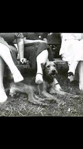 That’s My Style c. 1930’s #airedaleterrier | The Vintage Airedale