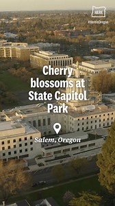 23K views · 184 reactions | Salem is one of the best places in Oregon to see cherry blossoms. https://www.oregonlive.com/entertainment/2024/03/where-to-find-cherry-blossoms-around-oregon-this-spring.html?utm_campaign=theoregonian_sf&utm_medium=social&utm_source=facebook  Edwin Nunez for The Oregonian Additional footage via Getty | The Oregonian | Facebook