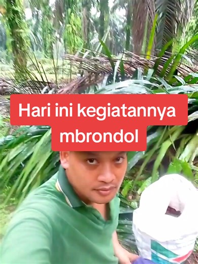 Mbrondol #kebunsawit #sawit #sawitontiktok #brondolansawet #fyp #bukapuasa #viral #trending #puasa #ramadhan
