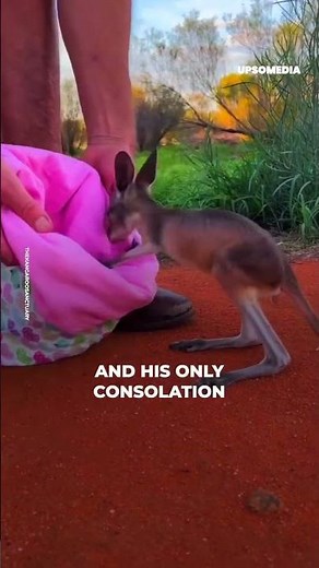 Baby kangaroo is alone in the world 😢 | The Kiwi #shorts