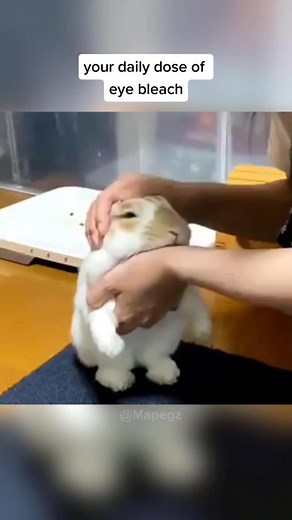 Calm Bunny Handling Tips for Pet Owners