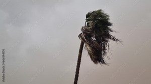 view of strong winds of a hurricane causing bending palm tree and dusty air. climate change. natural disasters