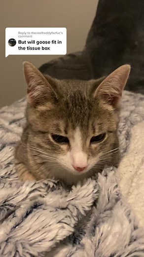 Replying to @therealfreddyfazfuc goose versus tissues continued #biggerthangoose #catsoftiktok #kittensoftiktok