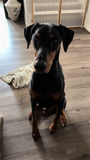 Our favorite person on the planet❣️ #dogsoftiktok #FYP #pet #dogmom #cutedogvideos