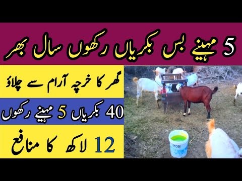 How I Made 12 Lakh Profit from 40 Goats in 5 Months | Goat Farming Business Success