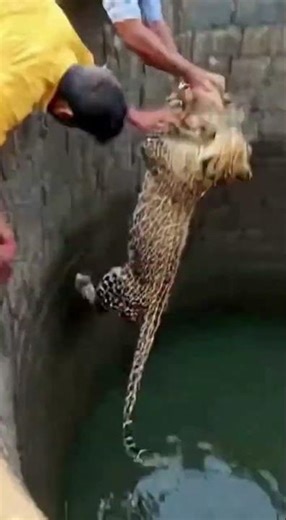 Leopard Rope Snap Sound — Fear Jump Back Fall!