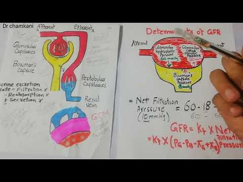 Bowman's capsule hydrostatic pressure | GFR | Renal physiology lecture 63