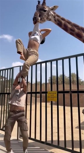 THIS IS WHY YOU DON’T STAND THERE #funny #viral #giraffe #zoo #reels #zoohappening #animal #wildlife