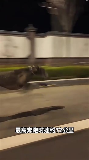 这动物能跑多快？how fast can this animal run? credits: lovemikic #科普 #动物科普 #animals #science