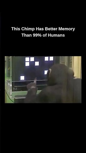 This Chimp Has Better Memory Than 99% of Humans