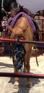 Animal Rights Protestor Plans First Amendment Defense