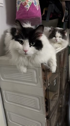 这么大的仔还非要和妈妈一起睡漂亮都被挤得没地儿了#猫咪高智商才艺大赏 #奶牛猫