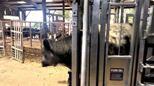 Manual Crush Draft Video for Vimeo