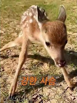 A mother deer enters the yard to give birth.#animals#animals