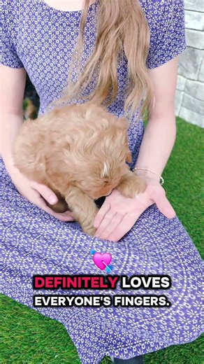 Mini Bernedoodle 🐶 🐾 | Echo loves his cuddles #puppy #snuggly #happy #bernedoodle #funny #cuddles