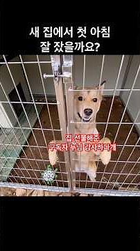 새 집에서 첫날밤 보낸 시골강아지 파워! 이렇게 잘 지낼 줄이야😊👍 #강아지선물 #강아지일상 #낭만컴퍼니