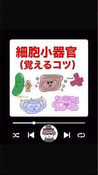 細胞小器官の役割（覚え方） #ゴロー