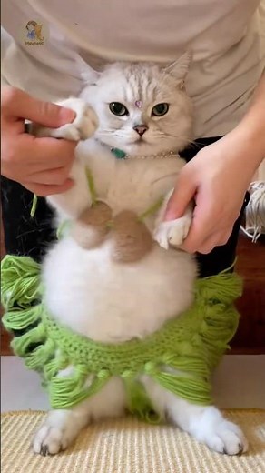 Chipi Chipi Chapa Chapa Dubi Dubi Daba Daba 🎵💃 #cutecat #catvideos #funnycats #catdance