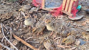 269K views · 7.6K reactions | Kala Teetar Chicks کالے تیتر کے بچے #kalateetar #chicks #birdslover #teetarchicks #kalateetarawaz #birds #Breedingseason | Birds Lover | Facebook