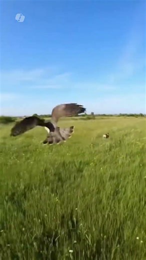 Hawk vs Hare 🦅🐇 #shorts #wildlife #hawk #hare