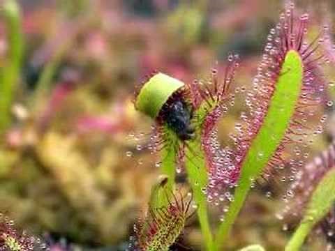 Encounters - Carnivorous Plants