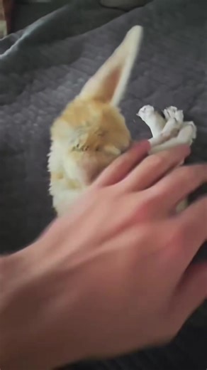 Fennec Fox: The World's Smallest Fox Species