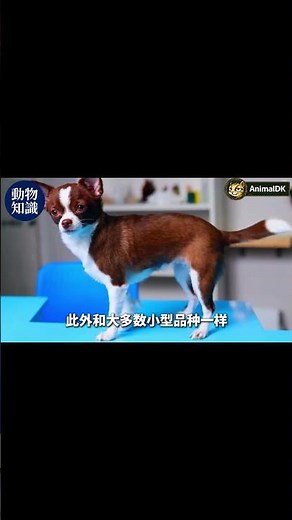 These 10 dog breeds are so loyal they'll bring tears to your eyes! #MostLoyalDogs #DogBreeds #Pet...