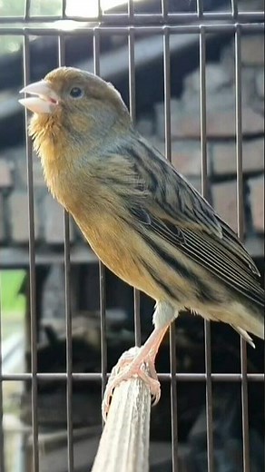 canary bird sounds | bird sound #birds #animals #canary #funnyanimals