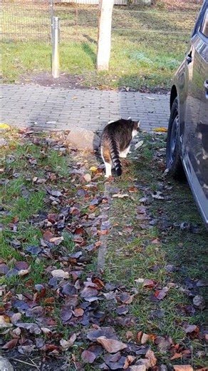 LuCa At The Farm (1) #itsluca #cat #watchcat #youtubecat #gatto #chat #farm #alleliebenluca
