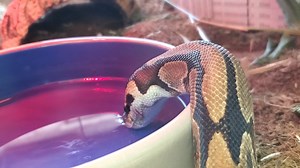 Sssnake Sssip 🐍 Here's Miss Abowende, a ball python, taking a drink from her bowl. Video: Keeper Eunice | Oakland Zoo