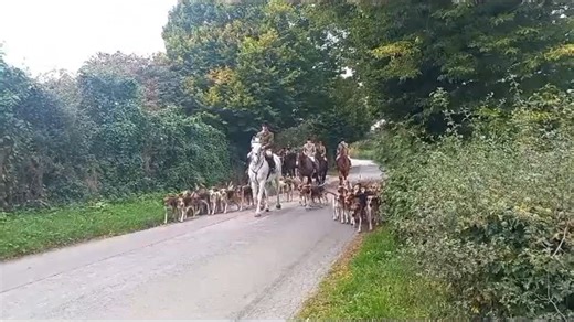 25K views · 1.1K reactions | Moving off on hound exercise #hounds #exercise #houndexercise #training #happyhealthyhounds #countrylife #countrysideculture #nobetterwaytospendamorning | Cheshire Hunt | Facebook