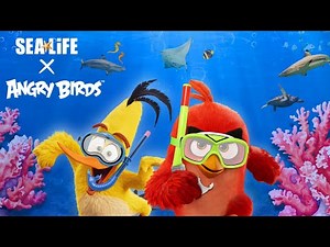 Angry Birds x SEA LIFE | A Fishy Adventure Begins!