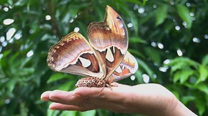 Bird-sized moth found in Thailand