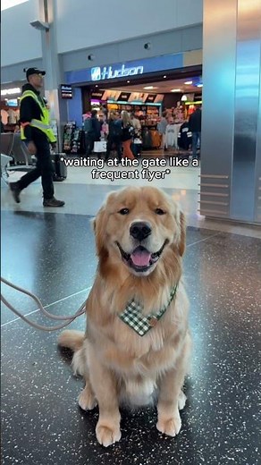 Frequent flyer behavior ✈️🐶 #petcontent #dogtravel #airportbuddy #cutedogs #flyingwithdogs #doglife