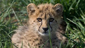 Phase II of India’s Cheetah Project likely to begin by year-end, 12 to 15 cheetahs may be brought