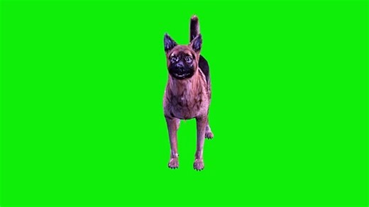 Dog Green Screen 4K