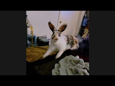Asher The Hoppy Bunny Binkies & Zoomies 