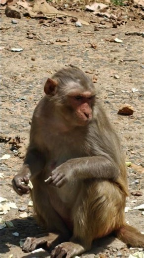 Close-up view of Monkey eating cabbage...#viral #trending #funny #youtubeshorts #shorts #short