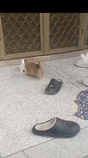 #rabbitdogfight#🙏♥️ Jay shree radhe Krishna ♥️🙏 | Reena Rawal