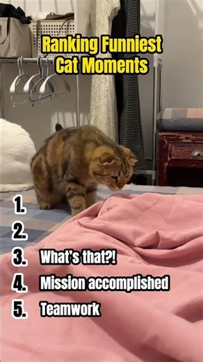 Ranking Funniest Cat Moments Part : 3 🐈 #funny #cats #shorts