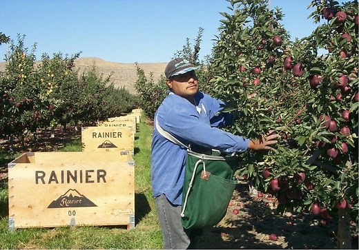 Blueberries - Rainier Fruit