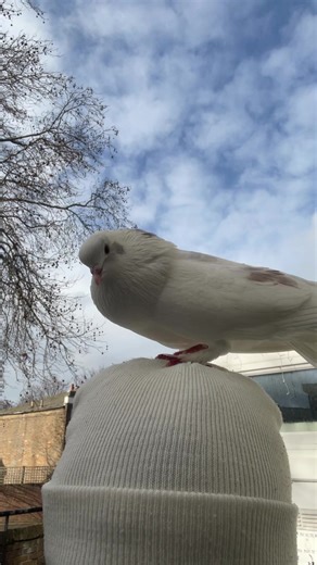 #pigeon