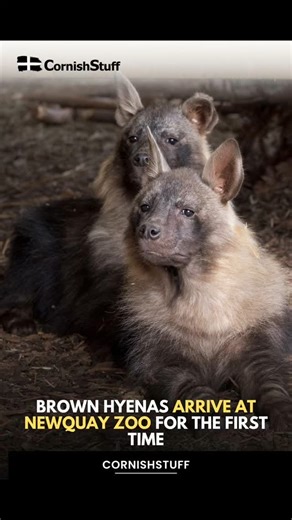 Flo and Quinn become South West’s only brown hyenas Newquay Zoo has become home to two of the rarest carnivores on the planet, following the arrival of a young pair of endangered brown hyenas – making it the only zoo in the South West, and one of just two in the UK, to house the elusive species. Read more on CornishStuff.com #cornishstuff #cornwall | CornishStuff