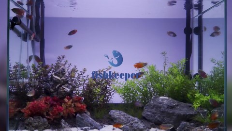 fishkeeper 24/7 Mode LED Aquarium Light - Sunrise/Daylight/Moonlight Mode and DIY Mode Full Spectrum Fish Tank Light with Timer Auto On/Off, Dimmable 8 Colors Lighting for 47-54IN Fish Tank