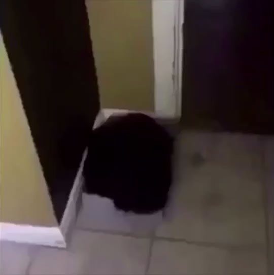 #computerfile #for #foryou #foryoup #foryupage #xyzbca #video #foryoypage #meme #memes #4yp #4upage #foryouu #funny #voidmeme #quackitycomedy