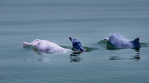 The Chinese white dolphin is under China's first-class state protection. For generations, they have lived in the shallow waters above a depth of 25 meters along the coast. Scarce in number, with only a few thousand remaining in the offshore waters of China, they are referred to as the "giant pandas" of the sea. #AnimalAdventure #ChorusofLife For more: https://english.cctv.com/ | CCTV