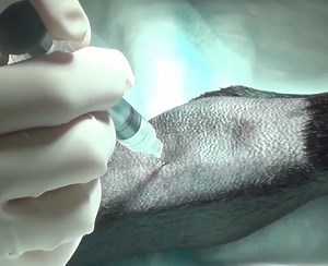 How to Perform a Joint Tap in a Dog | VETgirl Veterinary CE Video Blog