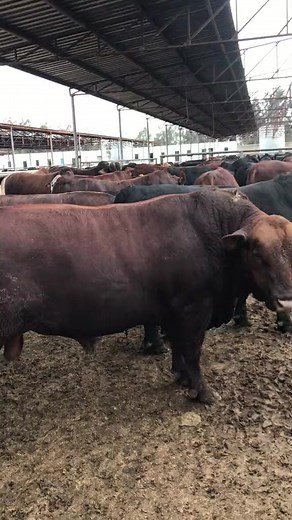 11K views · 212 reactions | #محمودابودهر | سوقنا كل يوم | Facebook