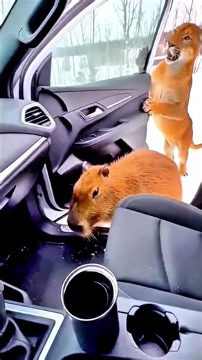 What's going on?? #shorts #viralshorts #animals